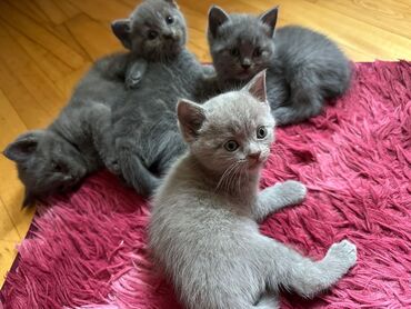 Pişiklər: Dişi, Erkək, Yaxşı əllərə, Ödənişli çatdırılma, Ünvandan götürmə, Rayonlara çatdırılma — 12