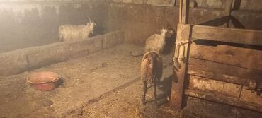 qurbanliq qoc: Dişi, il: 2, Ünvandan götürmə