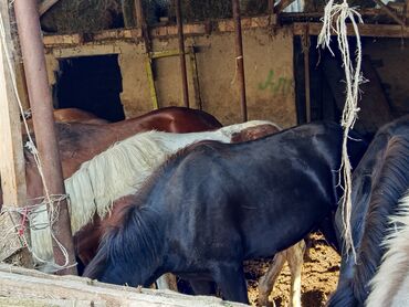 Лошади, кони: Продаю | Жеребенок | На забой, Конный спорт