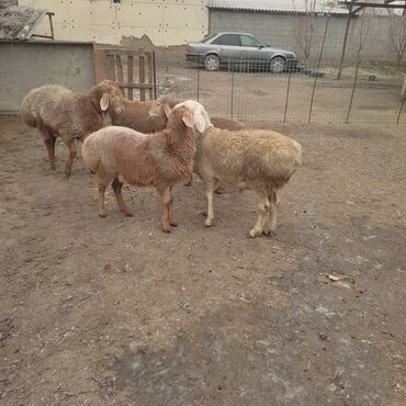 Баран, овца: Продаю | Овца (самка) | Для разведения — 1
