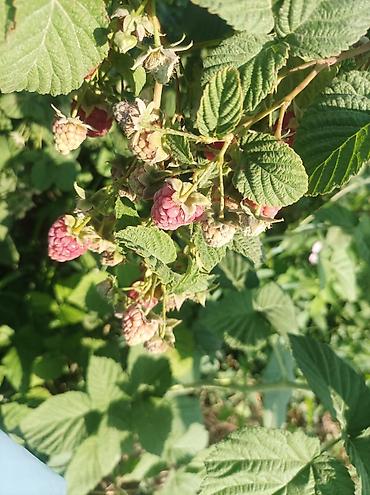 Малина: Малина — 3