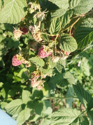 Малина: Малина Оптом — 3