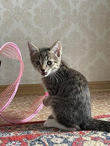 котята беловодск: Ищу ответственных добрых людей Котята приручены к лотку очень игривые — 1