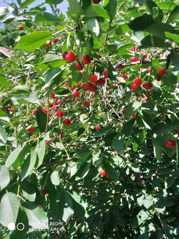 рыба сокулук: Продаю вишню 🍒