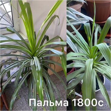 искусственный пальма: Продаю взрослый растение пальма 
1800с фото с права !!