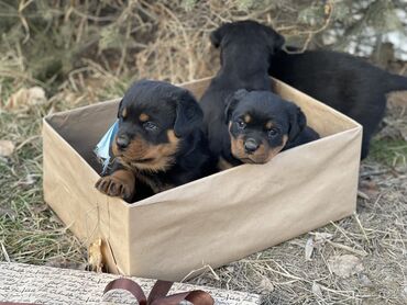 вольеры для щенков in Кыргызстан | ЗООТОВАРЫ: Имеются в продаже щенки ротвейлеры. Осталась 1 сукадокументы естькрови