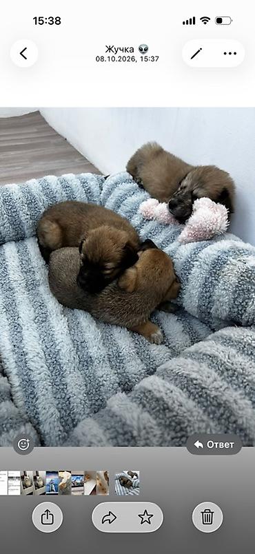 Отдам даром собаку: Собака даром: Дворняжка, 3 месяца, Самец — 6