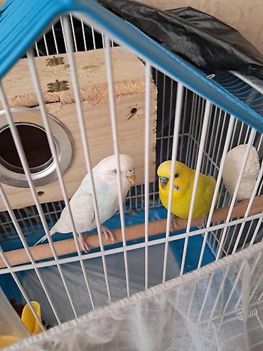 bit daragi harada satilir: Dalmatin və sarı rəngli iki dalğıç papağanla birlikdə tam dəst quş — 3