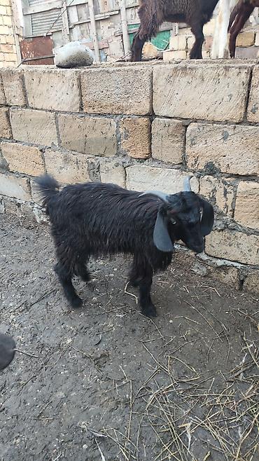 meymunlarin qiymeti: Məhsul: Erkək oğlaqlar (3 baş) diri çəkiləri 11. 13 kilo. ünvan Qobu — 2