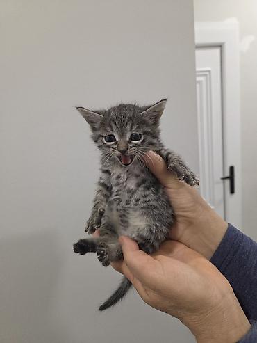 Pişiklər: Yaxşı əllərə — 1