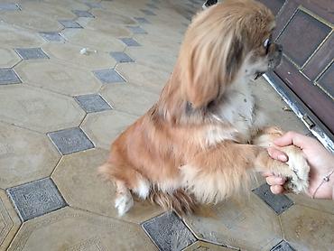 alman itleri: Pekines, 6 ay, Erkək, Peyvəndli, Ödənişli çatdırılma — 1