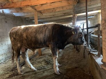 коровы дойные: Сатам | Бука (эркек) | Бордоп семиртүү үчүн | Жасалма жол менен боозутуу