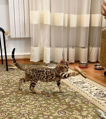 Бенгальская, 3 месяца, Девочка, Приучена к лотку at lalafo.kg Бенгальская, 3 месяца, Девочка, Приучена к лотку