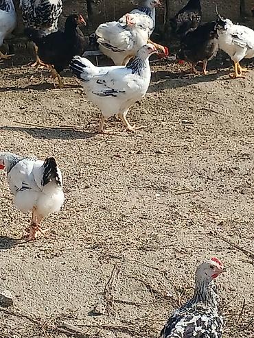 Toyuqlar: ‼️ Təcili Satılır ‼️ 53 ədəd tam sağlam 4.ay yarımlıq colpalar — 5