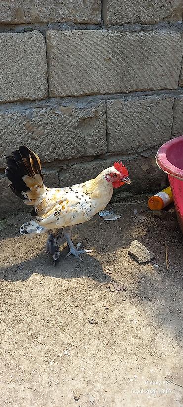 Toyuqlar: Toyuq, Damazlıq -da lalafo.az — 6 Toyuqlar: Toyuq, Damazlıq — 6