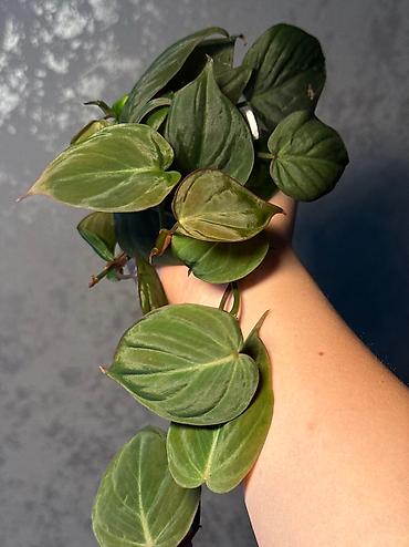 Другие комнатные растения: Добрый день! В продаже комнатные растения: Сингониумы - конфетти — 8