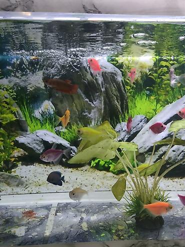 akvarium xırda balığı: Şüşə akvarium .13.14 litr 17 eded GLOFİSH balığı 2 dekor bezekli — 4
