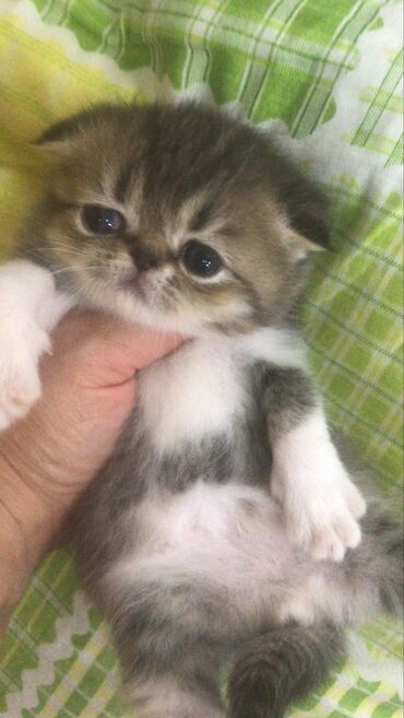 Pişiklər: Şotland yastı qulaq — 5