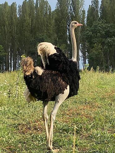 Другие с/х животные: Продаю четырех летних и молодняк страусов, цена договорная — 9