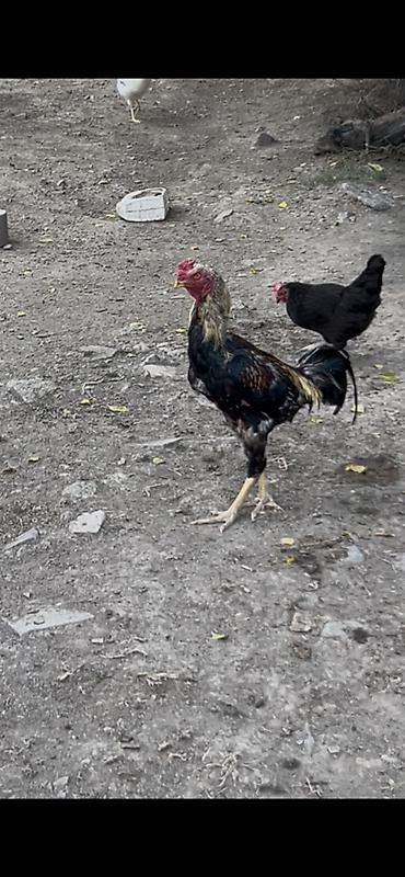 Xoruzlar: Heyreti xoruz tam saglam heyvandir bir yaş 1 ayliqdir cadirilma — 3