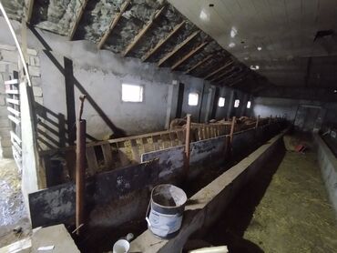 Anbar və emalatxanalar: Ferma/təsərrüfat sahəsi40 baş iri buynuzlu heyvan saxlanılması üçün — 8