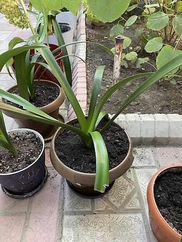 времени: Кливия (Clivia) в горшках - Комнатное декоративно-лиственное растение — 2