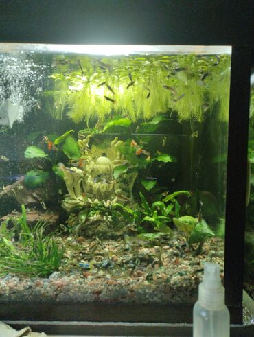 Рыбы: Гуппи 35с меченосцы от 50 с анцитрусы мальчики взрослые по 300с — 9