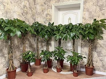 пахира цветок: В продаже пахира 🌿 Есть 2 размера: • Большая пахира — высота 155–160 — 3