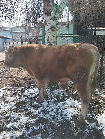 Коровы, быки: Продаю | Бык (самец) | Симментальская | На откорм — 5