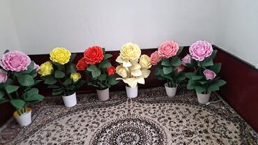 китайская роза: Розы