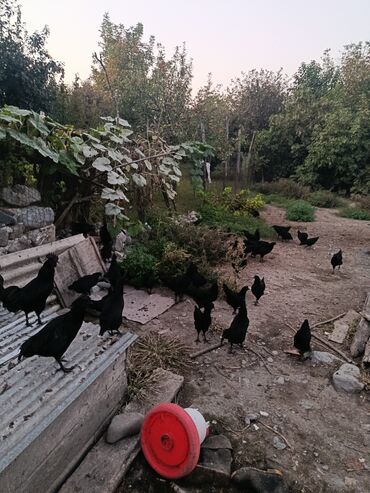 brahma toyuqları: 🐓Təmiz qan Ayam Cemaniler dünyanın ən dekarativ toyuq cinsi sayilir