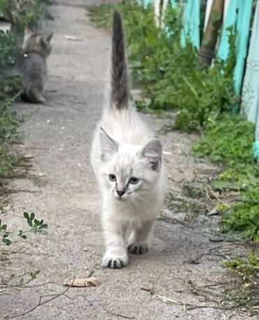 бокс для перевозки собак: Актуально! Отдам котят в добрые руки. Возраст 2 месяца. 2 мальчика
