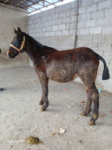 Другие с/х животные: ТАЙЛАР сатылат баасы 58 000 сом денсоолугу зынк at lalafo.kg — 10 Другие с/х животные: ТАЙЛАР сатылат баасы 58 000 сом денсоолугу зынк — 10