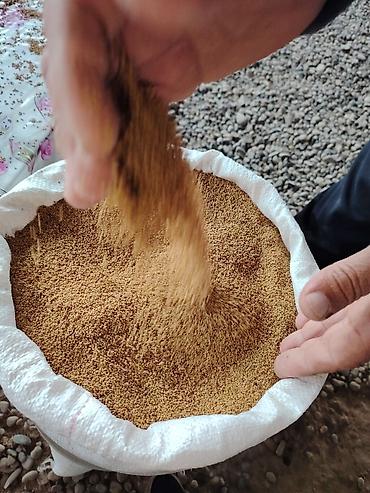 ucuz goyərcinlər: 7 illik maqnitden keçmə yonca toxumdu qiymet münasibdir 1500 kq var — 8