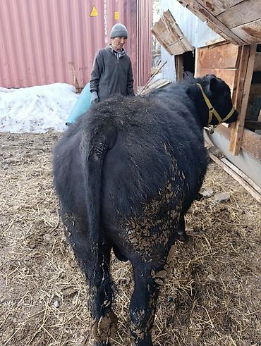 Коровы, быки: Продаю | Бык (самец) | Ангус | На откорм | Привязанные — 3