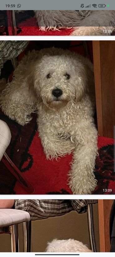 вислоухий шотландец котенок: Пудель