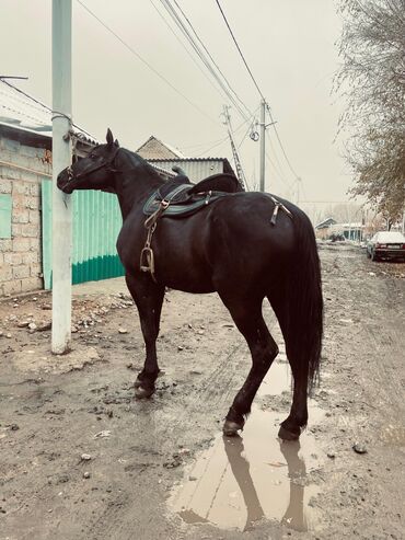 Лошади, кони: Продаю | Жеребец | Английская | Конный спорт | Племенные