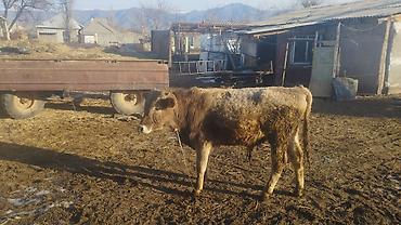 Коровы, быки: Продаю | Бык (самец) | Швицкая, Полукровка | Для разведения | Осеменитель — 5