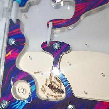 Другие животные: ‼️Колонии Муравьев с Формикариями разныные колоний большой выбор — 13