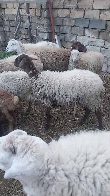 Qoyunlar, qoçlar: Razılaşma yolu ilə çox təcili satılır.balalı balasız fərq etmir — 10