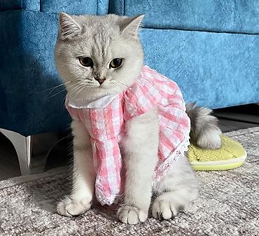 chinchilla satın al: Şinşilla, Dişi, Yaxşı əllərə, Ünvandan götürmə — 1