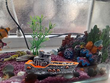 akvarium baki: Akvarium dəsti – dekorativ dizayn və filtrasiya ilə - Şəffaf şüşə — 3