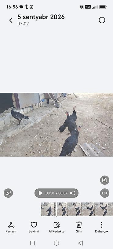 Qara rəngli hinduşka balaları - Növ: Hinduşka (qara lələklər) - lalafo.az -da Qara rəngli hinduşka balaları - Növ: Hinduşka (qara lələklər) -