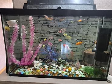 akvarium baliqlari: Akvaryum dəsti – şüşə akvarium və akvarium balıqları ilə - Geniş — 1