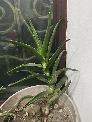 Алоэ: Алоэ вера и сансевиерия (щучий хвост) в горшках - Алоэ вера: кусты и — 6
