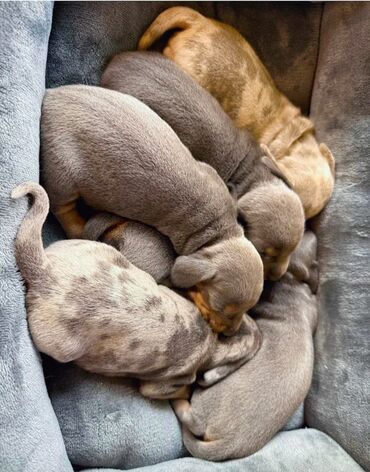 Psi: Jaze malog rasta oštenjene 23.08.2025.Uvezena genetika iz — 7