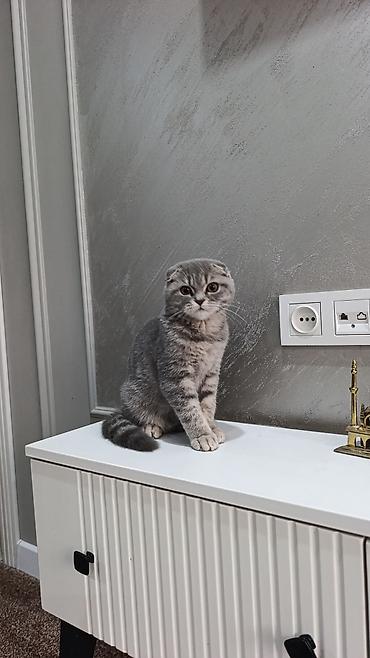 питбуль в бишкеке: Шотландский вислоухий котёнок (Scottish Fold)
котёнку 4 месяц — 2