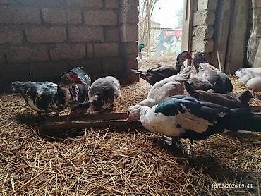 Ördəklər: Erkək, | Lal ördək, Damazlıq — 8