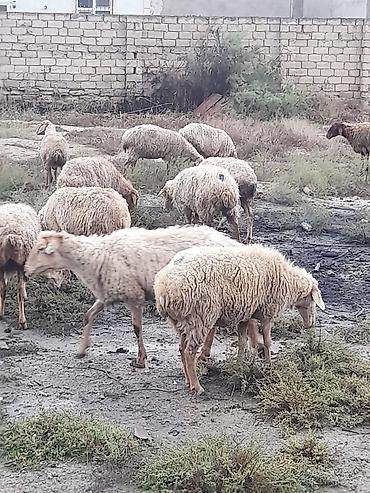 lalafo qoyunlar: Qoyun sürüsü – yerli ətlik/yunlu tip Məhsul təsviri: - Şəkillərdə — 5