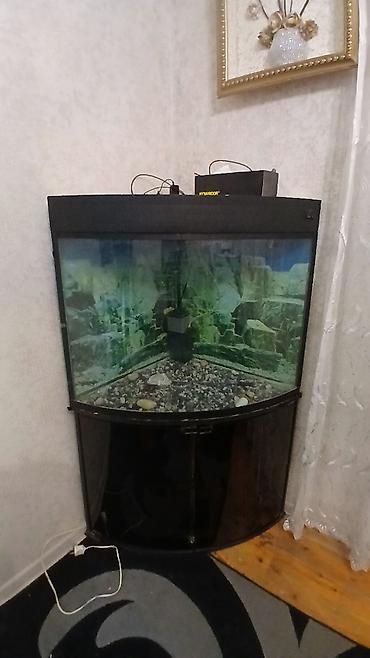 Akvariumlar: Künc tipli akvarium və şkaf komplekti - Forma: radius ön şüşəli künc — 1